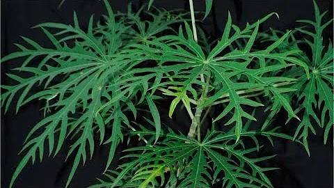 Quais os benefícios da planta Merthiolate?