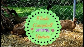 Khaki Campbell Spring Update