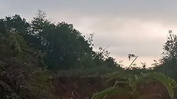 memikat serindit di atas bukit yang tinggi...poin 05🙂 part 5#