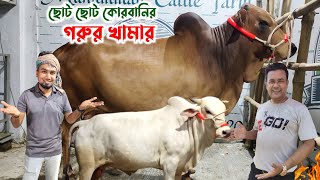 কম বাজেটের "কোরবানির ছোট ছোট গরুর খামার" মোহাম্মদ ক্যাটেল ফার্ম! qurbani cow price 2024