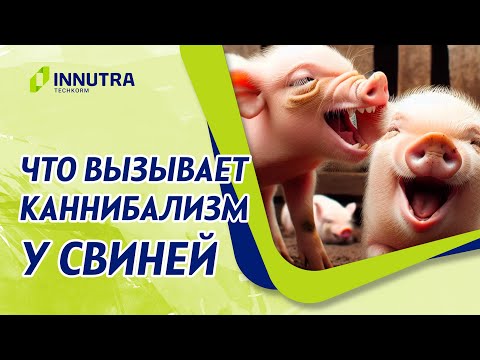 Влияние микроклимата и причины некрозов и каннибализма у свиней.