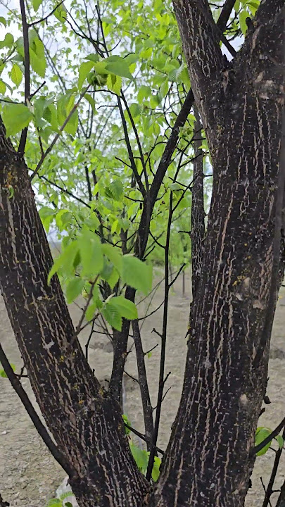 Elm Trees: Hardy, Beautiful, Resilient, and Low-Maintenance Trees in Alberta