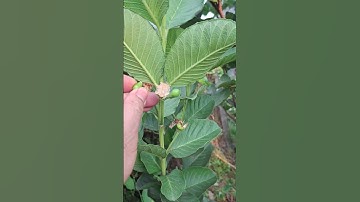 Bí Quyết Trồng Ổi Ruby Cho Trái Ngọt – Kỹ Thuật & Những Điều Cần Lưu Ý