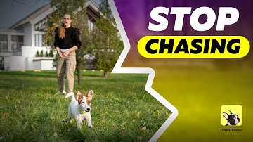 Train your Dog to Stop Chasing and Lunging  at Cars, Bikes, Runners | EveryDoggy