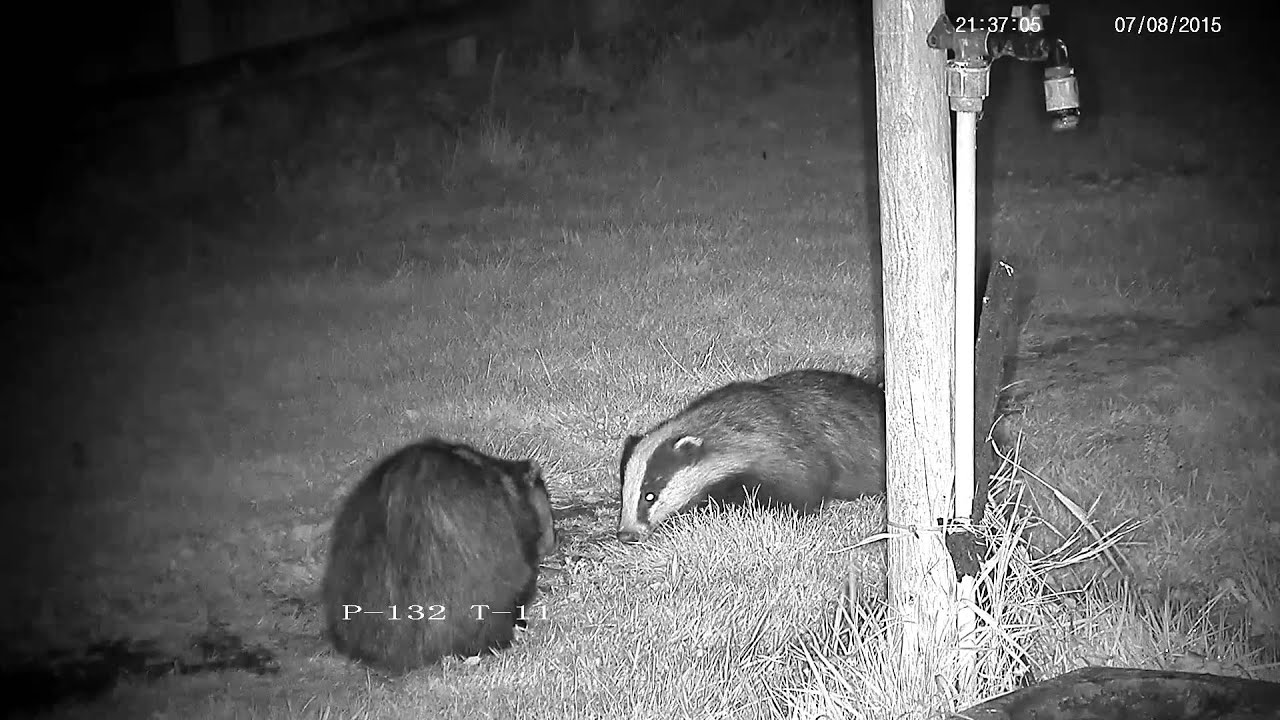 biteable Two rural badgers growling, chattering, posturing and scuffling - with sounds !