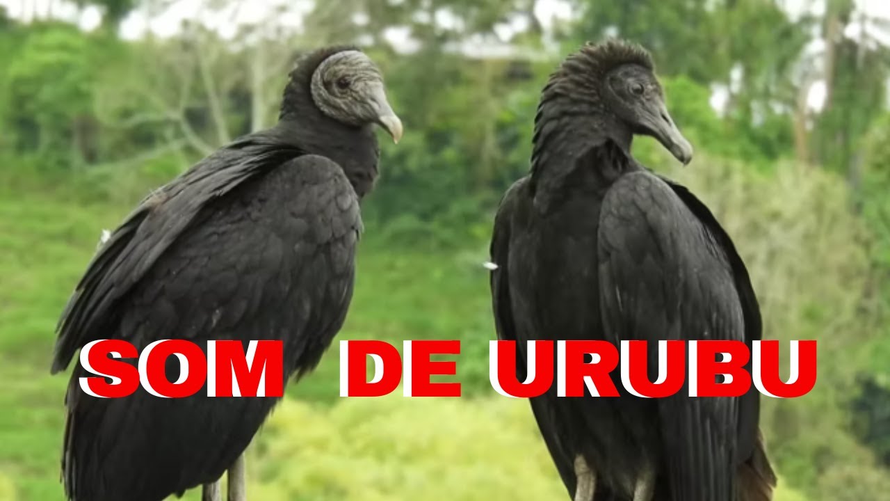 SOM  DE URUBU - CANTO DO URUBU - AVES DO CÉU