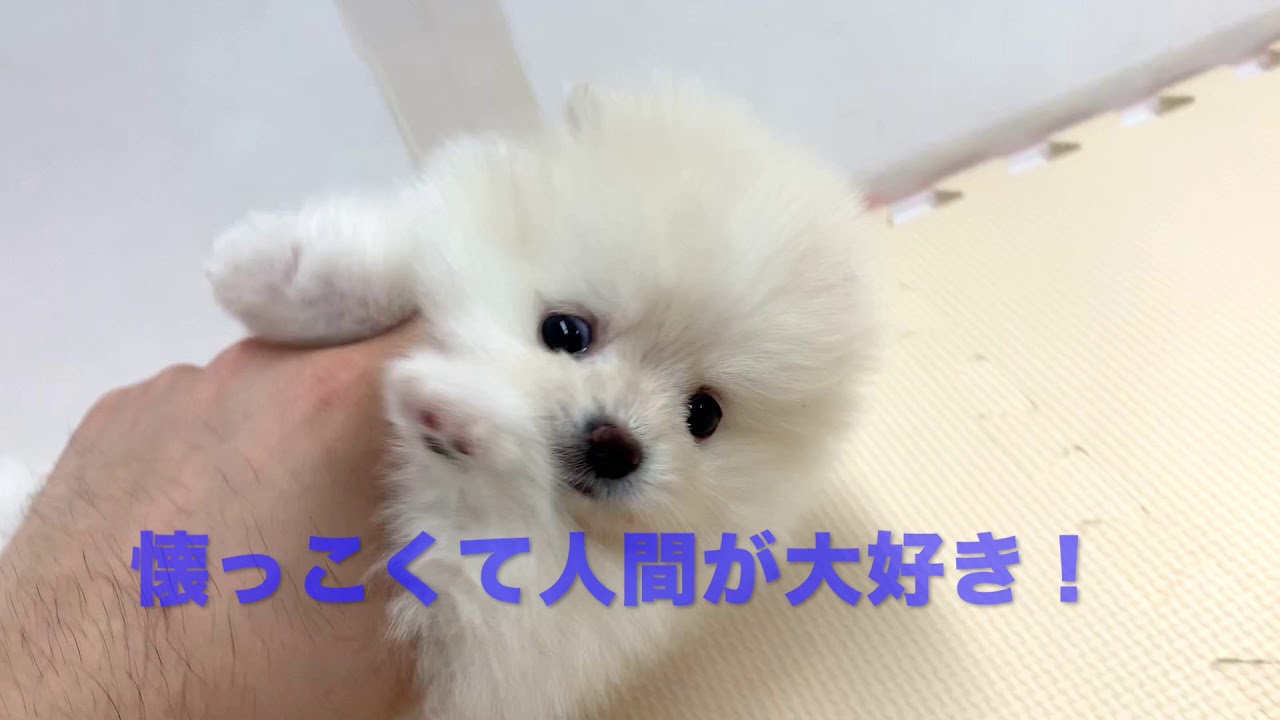 ホワイトポメラニアン 神奈川ナンバーワンのポテンシャル 知ればペットライフが180度変わる3つの秘訣を大公開 マルワンblog ペットショップ マルワン 小さめ子犬 美形な子猫 初心者安心のサポート