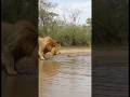 The lion was just drinking water… then the river exploded. 🦁💦🐊 驚く瞬間、誰もが息を呑んだ。