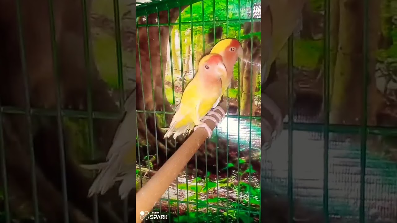 my new parrot video 