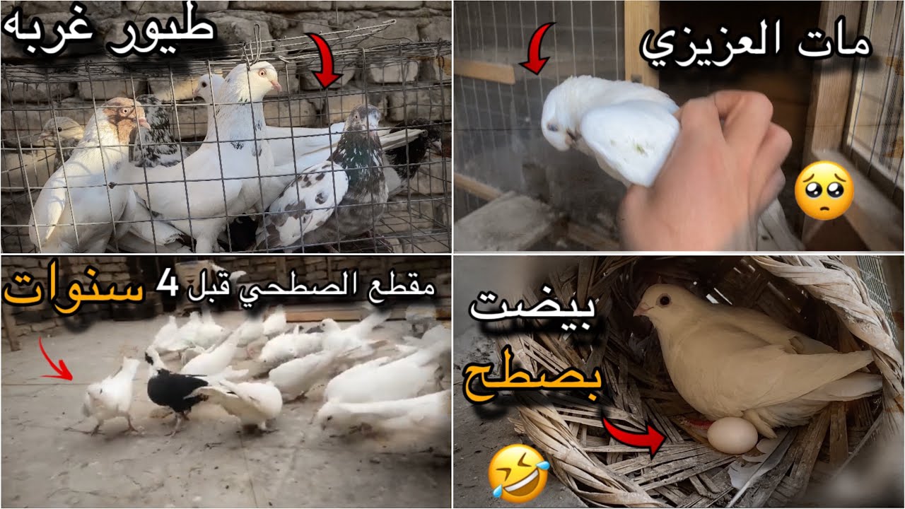 صعدت طيور غربه للصطح👍 ومات اغله طير عدي 💸😞+ لكيت مقطع للصطح ب2020