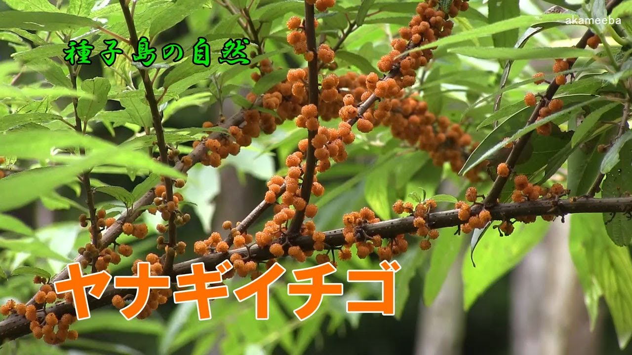ヤナギイチゴ 梅雨時期にオレンジ色の果実を幹や小枝に蜜につけた果実