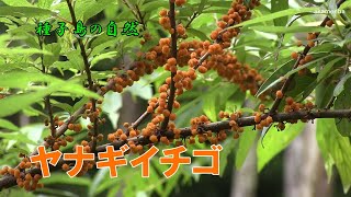 ヤナギイチゴ - 種子島の樹木・花木 - ふるさと種子島