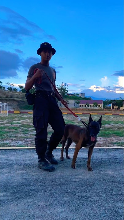 Anjing / dog sangat Terlatih ‼️ keganasan anjing milik polisi (K9) 🔥 #shortvideo #shorts #polisi