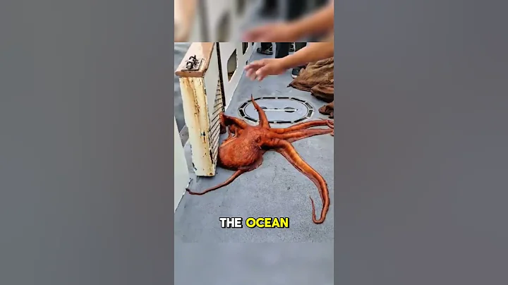 Giant OCTOPUS on Fishing Boat 🐙 This Got Intense Fast #octopus #oceanlife  #shorts