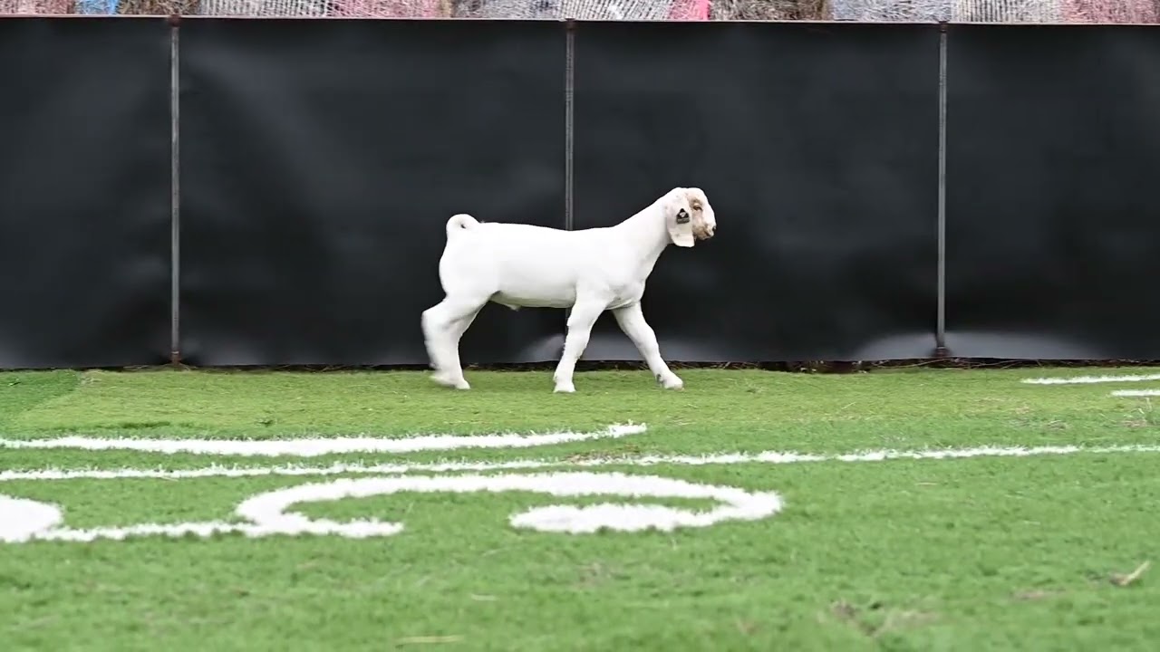 Maverick Show Goats Tag 5135