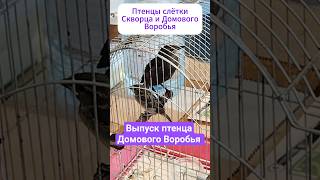 Выпуск птенца Домового Воробья. #птицы #birds #воробьи