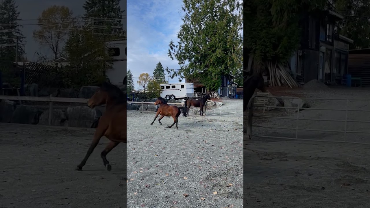 Mocha Has Some Energyyy