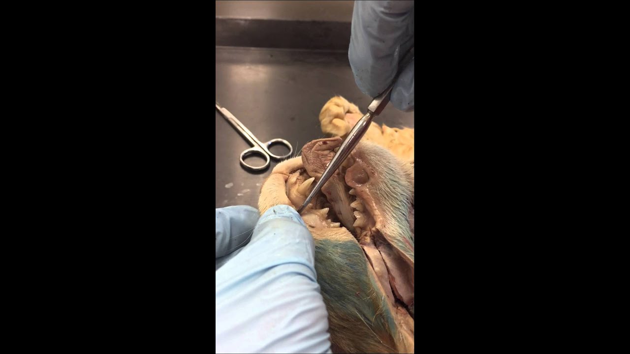 Cat Head Organs - YouTube