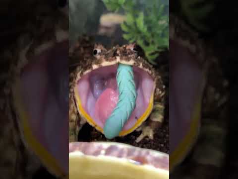Vidéo: Pacman Frog (Grenouille Cornue Ornée) Soin