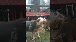 This Is A Large Striped Buffalo Saleko