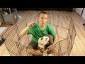 How to build a cheap DIY temporary dog playpen