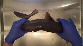 Shark dissection