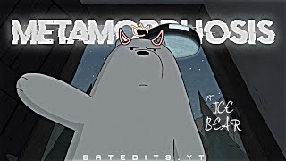 Metamorphosis x Ice Bear 🥶 || Ice Bear Sigma Edit 🔥😎 || We Bare Bears Status ❤️😍