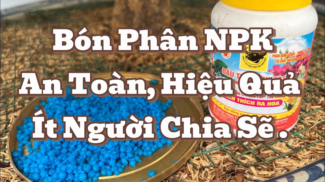 Cách Bón Phân NPK An Toàn , Không Cháy Rễ .