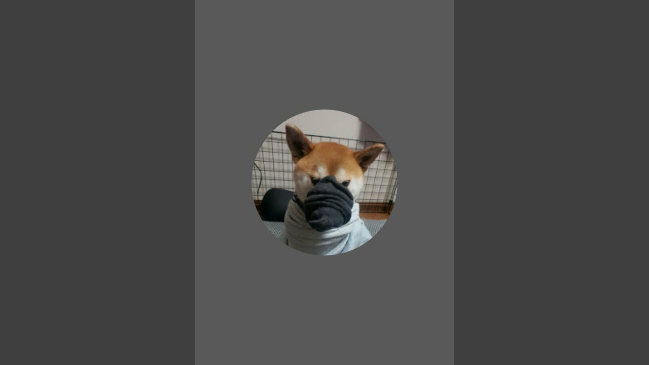 柴犬物語　保護柴犬の成長