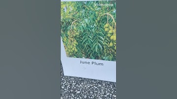 Cây cóc thái 50$  , ai mua không