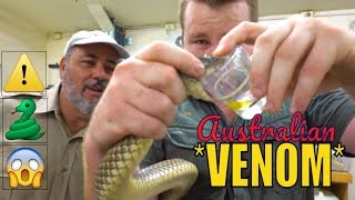 Milking Australia's Most Deadly Venomous Snakes