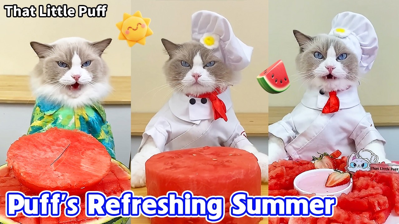 Puff Makes the Cutest Summer Treats 🍦🍉🐱| That Little Puff