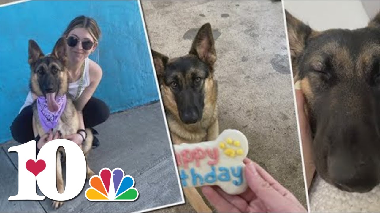 10Investigates: Young-Williams addresses animal abuse charges