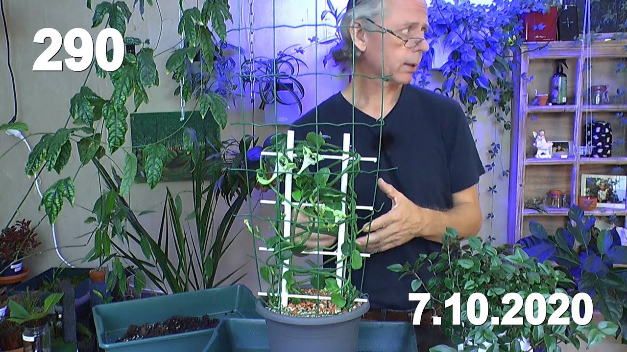 Achtung Überlänge. Pflanzen Spezial. Was passiert wenn und Leuchterblume umtopfen