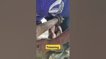 Hoof Trimming Cow Cattlefarm Trending Ytshorts Happy Cattle Dairy Farm 