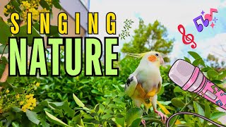 Parrot & Cockatiel singing in Nature| Papagaio e calopsita cantando na natureza #cockatiel