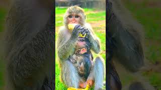 Beautiful lovely baby Monkey Eleanor enjoying fruit after swim #monkey #animals #shorts