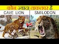 Cave lion vs sabertooth tiger       smilodon vs cave lion in hindi  anokhe sach