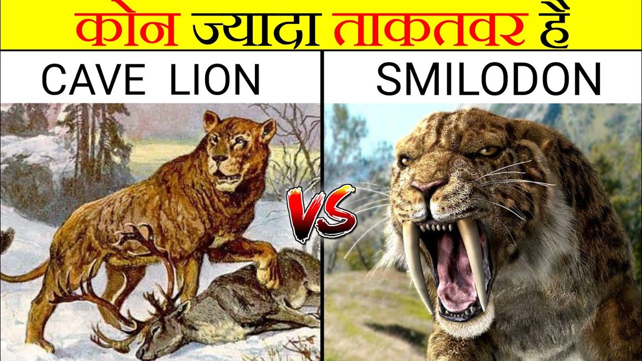 Cave Lion vs Sabertooth Tiger | कोन ज्यादा ताकतवर है | Smilodon vs Cave