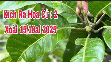 Kích Ra Hoa Cử : 2, Xoài 15/10al 2025 | VTK.CHANNEL 