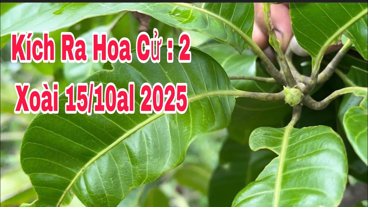 Kích Ra Hoa Cử : 2, Xoài 15/10al 2025 | VTK.CHANNEL 