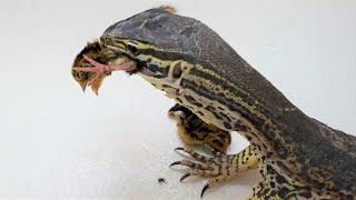 Argus Monitor tries some quail chicks