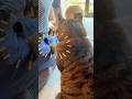 撫でて！おしゃべり猫と控えめな猫｜甘え方はこう違う