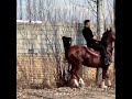 Beautiful And Well Built Horse اسب اصیل و خوش هیکل Animal Horse Beautiful Bodybuilding اسب Beautiful And Well Built Horse اسب اصیل و خوش هیکل Animal Horse Beautiful Bodybuilding اسب