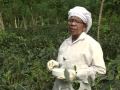 Au sri lanka on cultive lun des ths les plus prciaux au monde