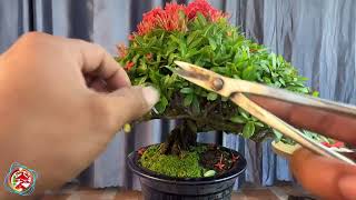 chăm sóc bông trang bonsai sau khi chơi hoa