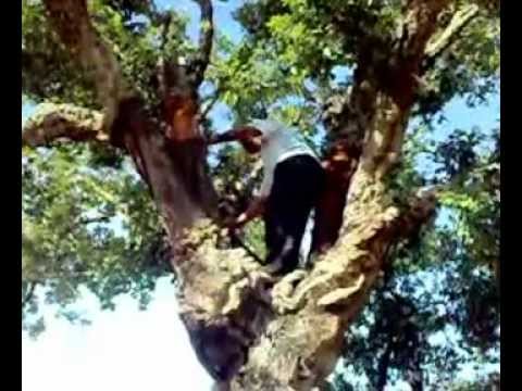 لحاء الفلين من شجرة البلوط L Ecorce De L Arbre Chene Liege