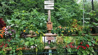 Hydroponic Backyard Fence Garden  Aug 2022 at Week 11