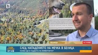 Тази сутрин: Мечката, нападнала жена в Белица, няма да се отстрелва