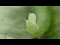 Time lapse of cabbage moth caterpillar weaving!
